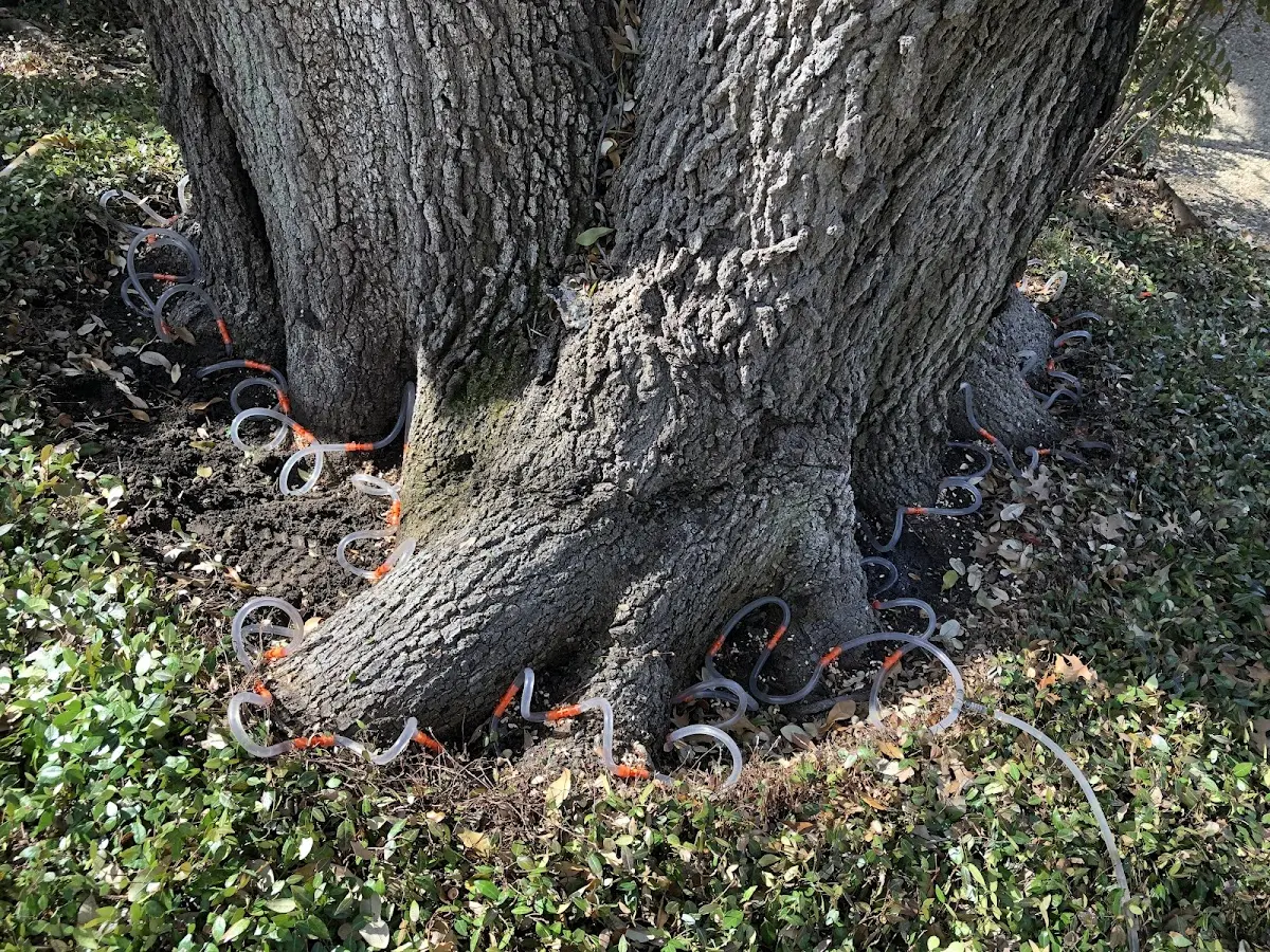 Detailed Tree Cabling and Bracing job site in Mountainair