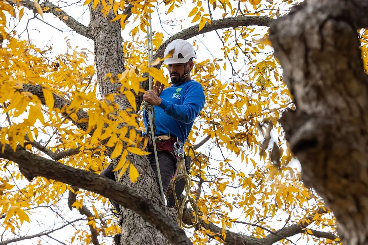 Skilled Tree Pruning crew working in Mountainair