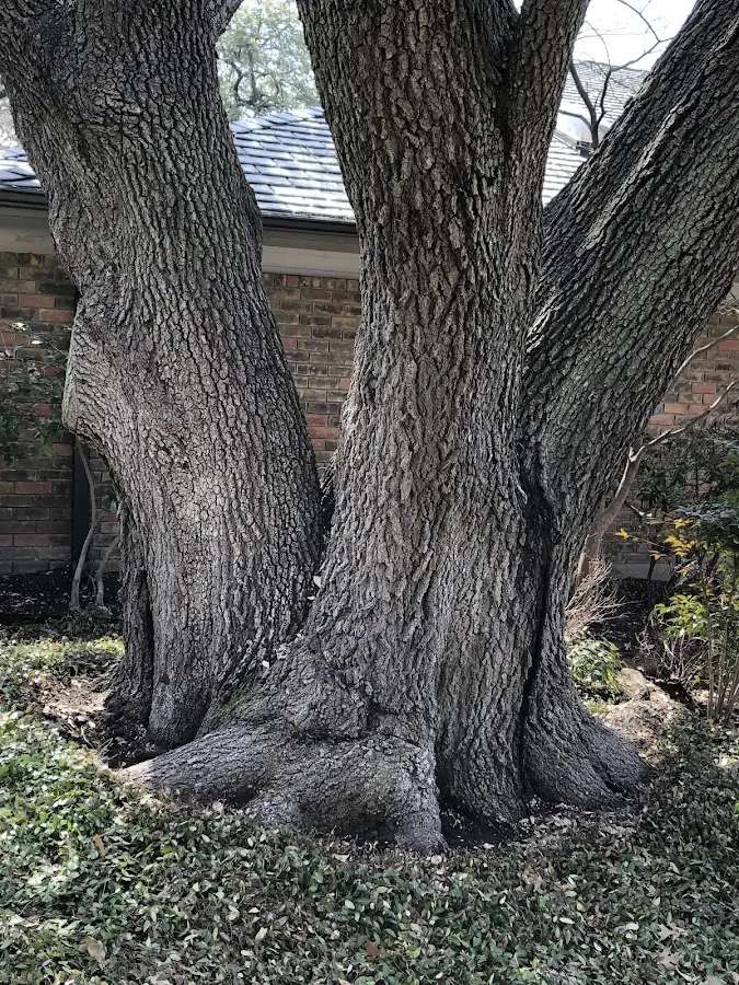 Mature heritage tree close to a Mountainair property cared for by certified arborists