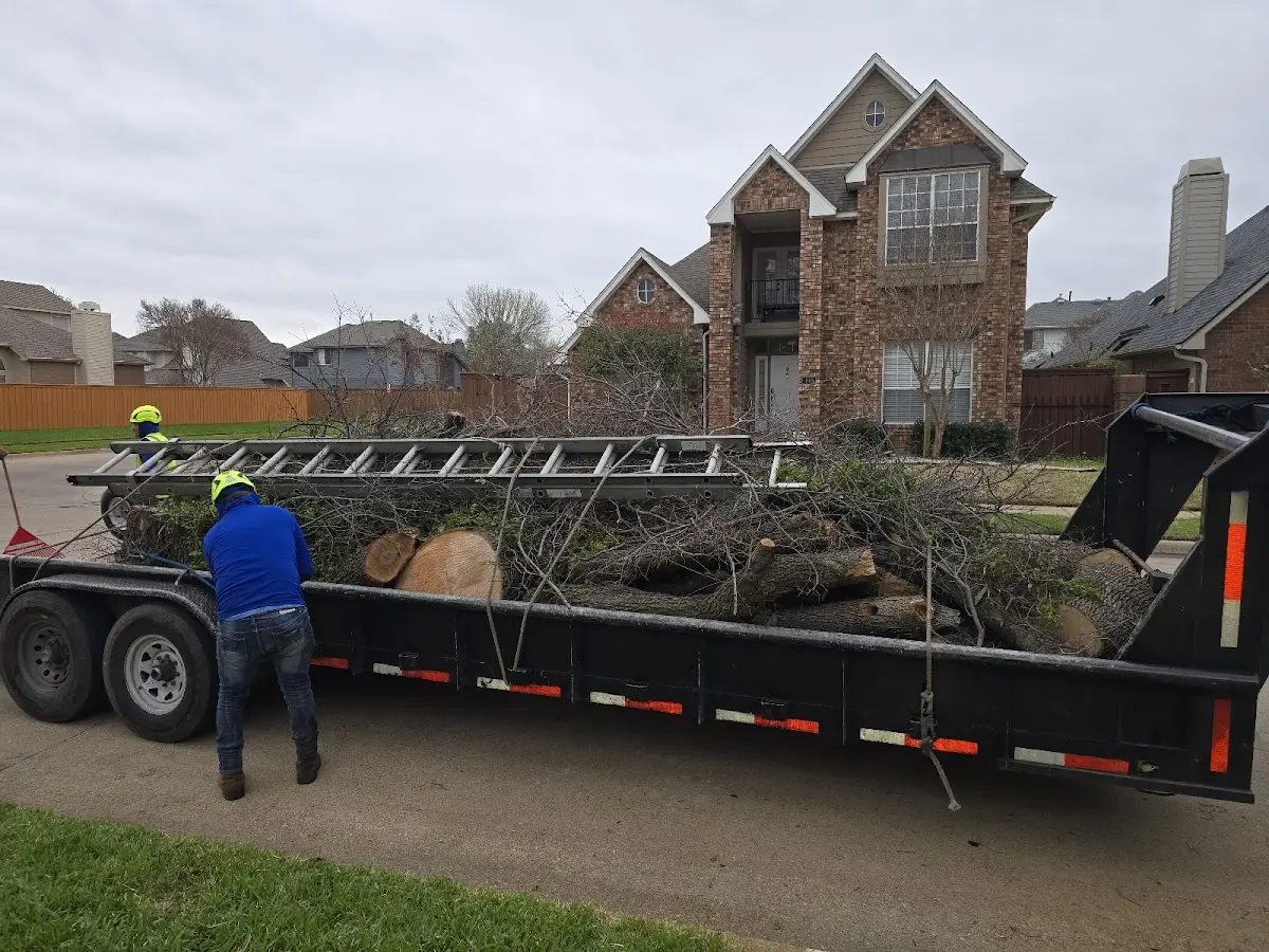 Expert Tree Pest Control with proper safety equipment in Mountainair